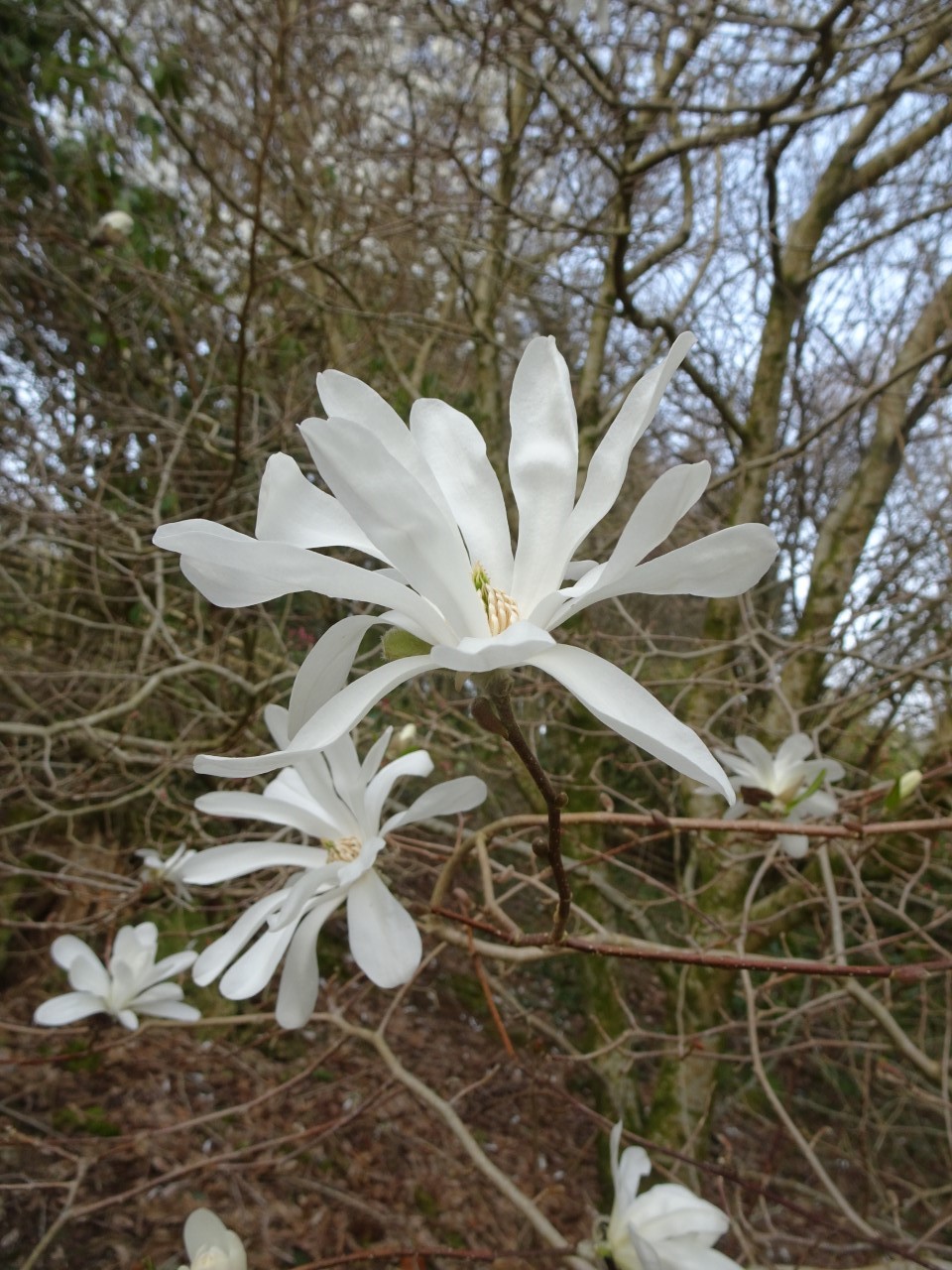 M. x loebneri 'Ballerina'